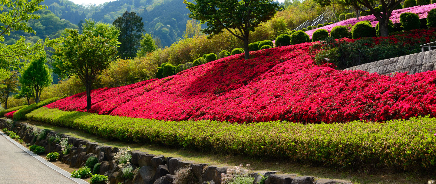 自然（虫・花）